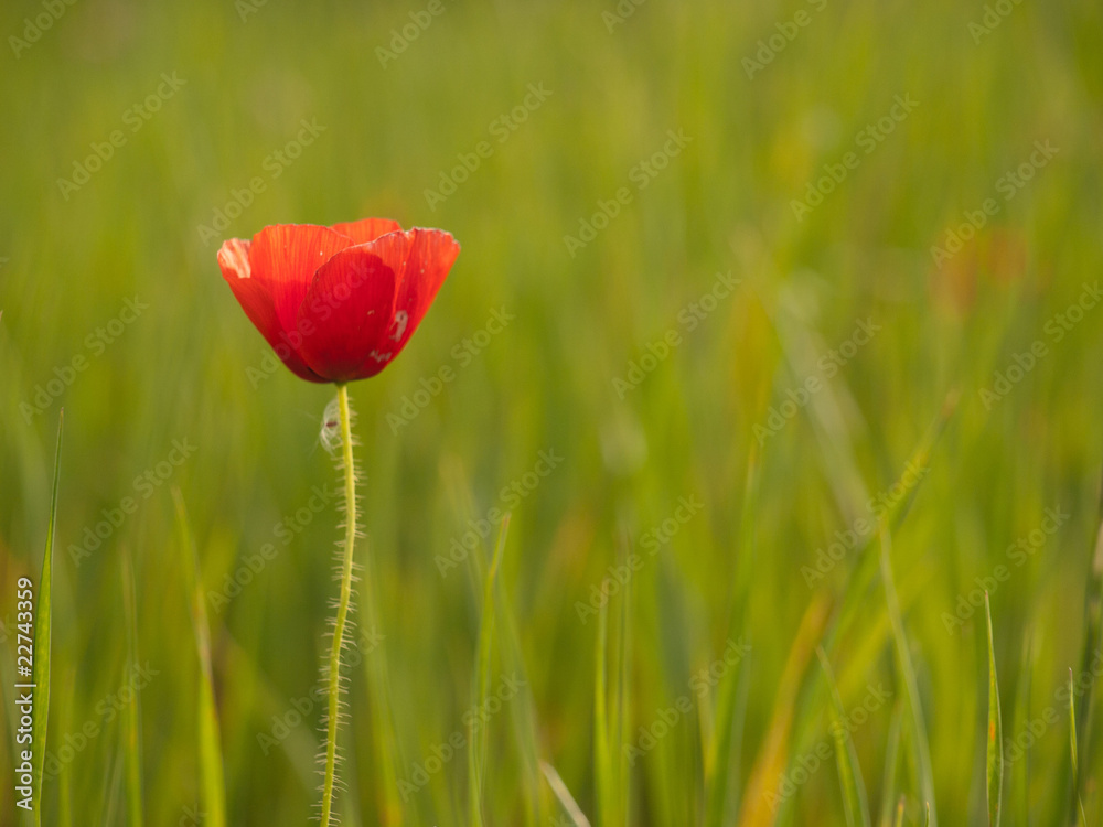 Obraz premium Amapola