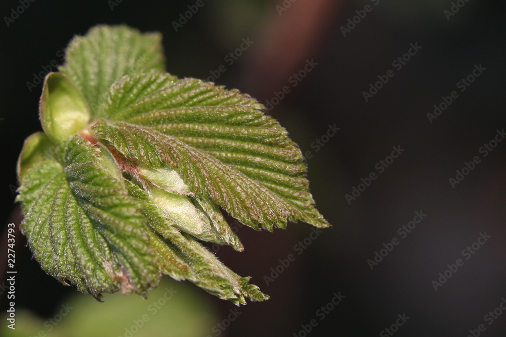 Junges Blatt der Haselnuss Junges Blatt der Haselnuss