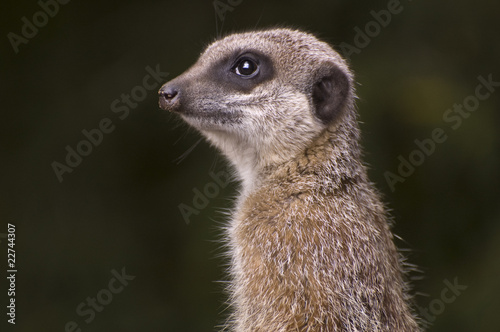 Meerkat on Lookout Duty © lordbphotos