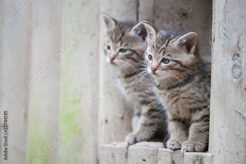 cute wildcat babies © Peter Wey