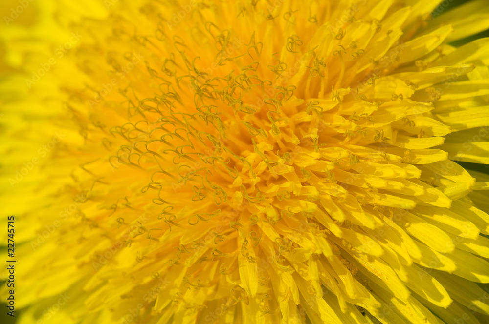 Dandelion Dandelion