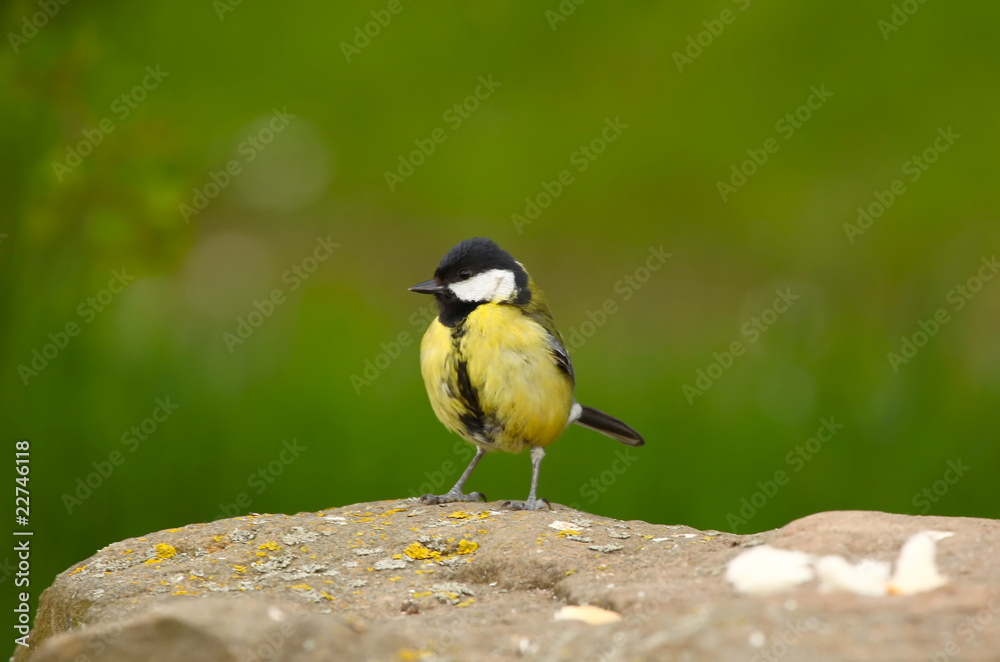 Obraz premium A Blue Tit