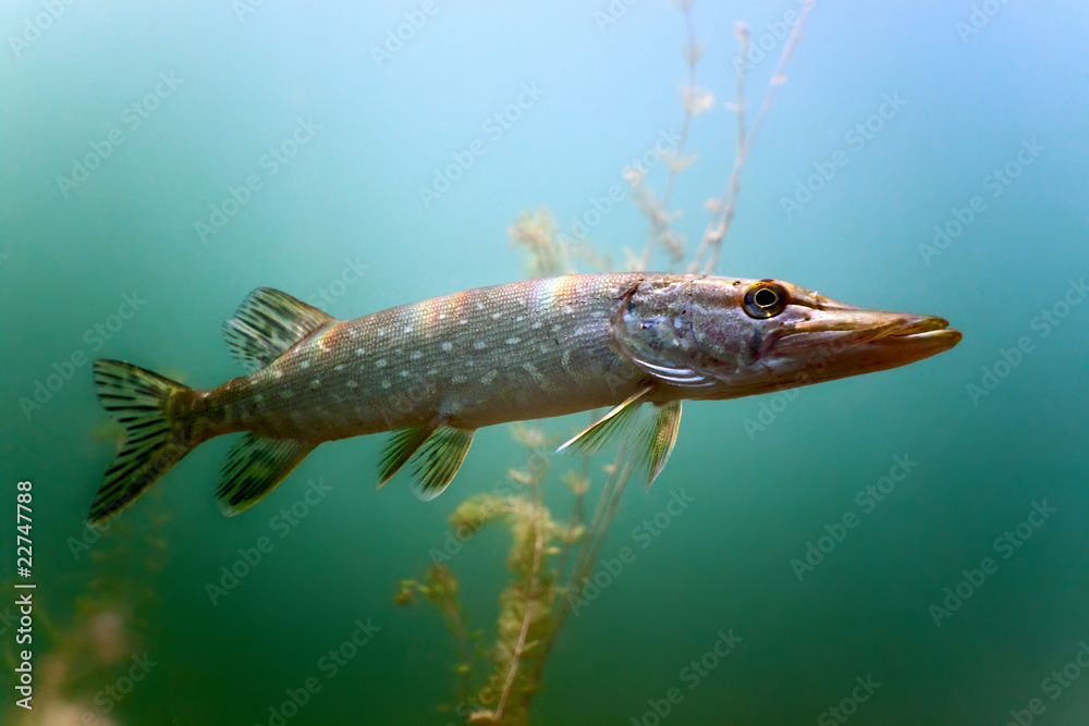 Pike in the lake