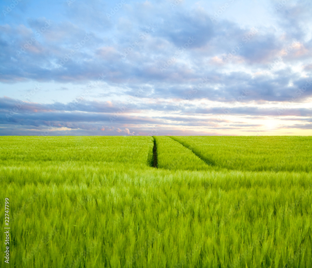 Fototapeta premium Gerstenfeld im Sommer
