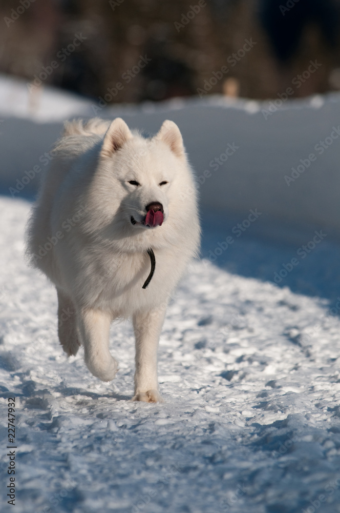 Obraz premium on a snow trail