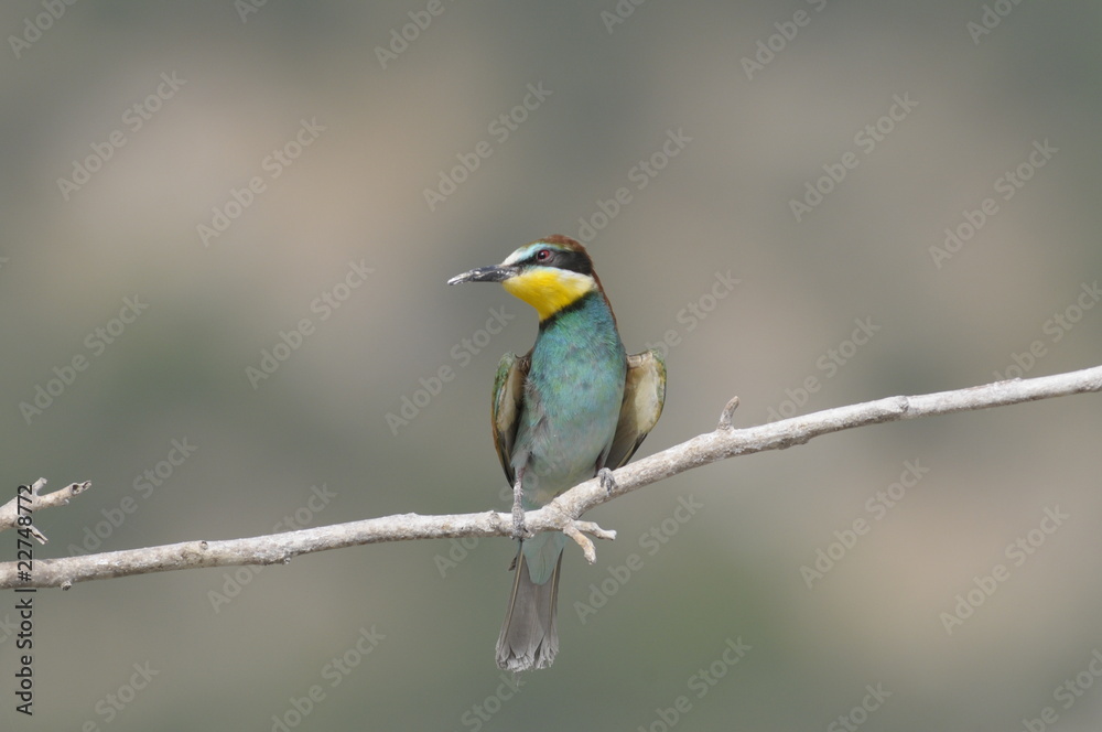 Bee-eater, Merops apiaster