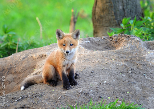 Kit Fox in the Wild © Brad Sauter