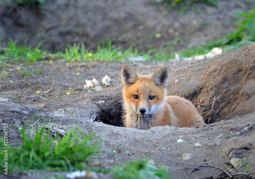 Kit Fox in the Wild