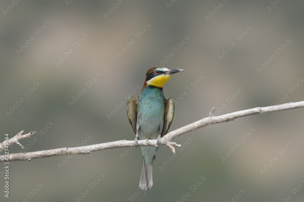 Bee-eater, Merops apiaster