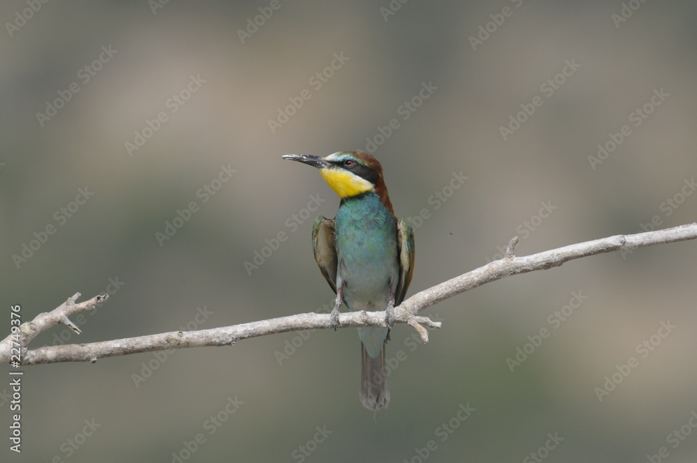 Bee-eater, Merops apiaster