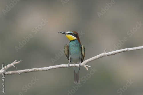 Bee-eater, Merops apiaster © PROMA