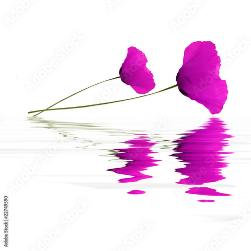 Fototapeta Naklejka Na Ścianę i Meble -  Flood Coquelicots Violets