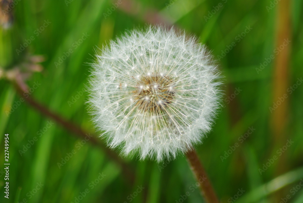 Pusteblume Pusteblume