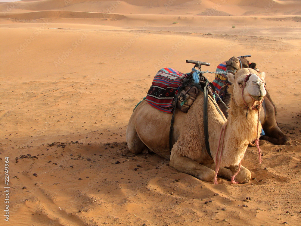 Fototapeta premium Kamele in der Sahara