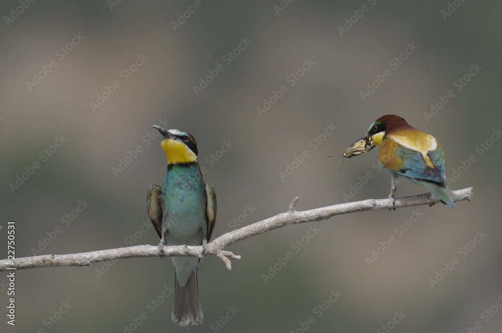 Bee-eater, Merops apiaster - the marriage period