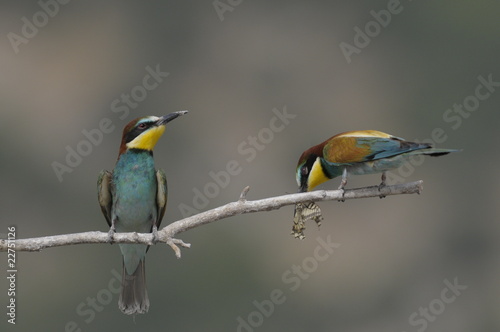 Bee-eater  Merops apiaster - the marriage period