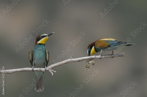 Bee-eater, Merops apiaster - the marriage period