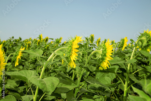 Ripe bright sunflowers grow...