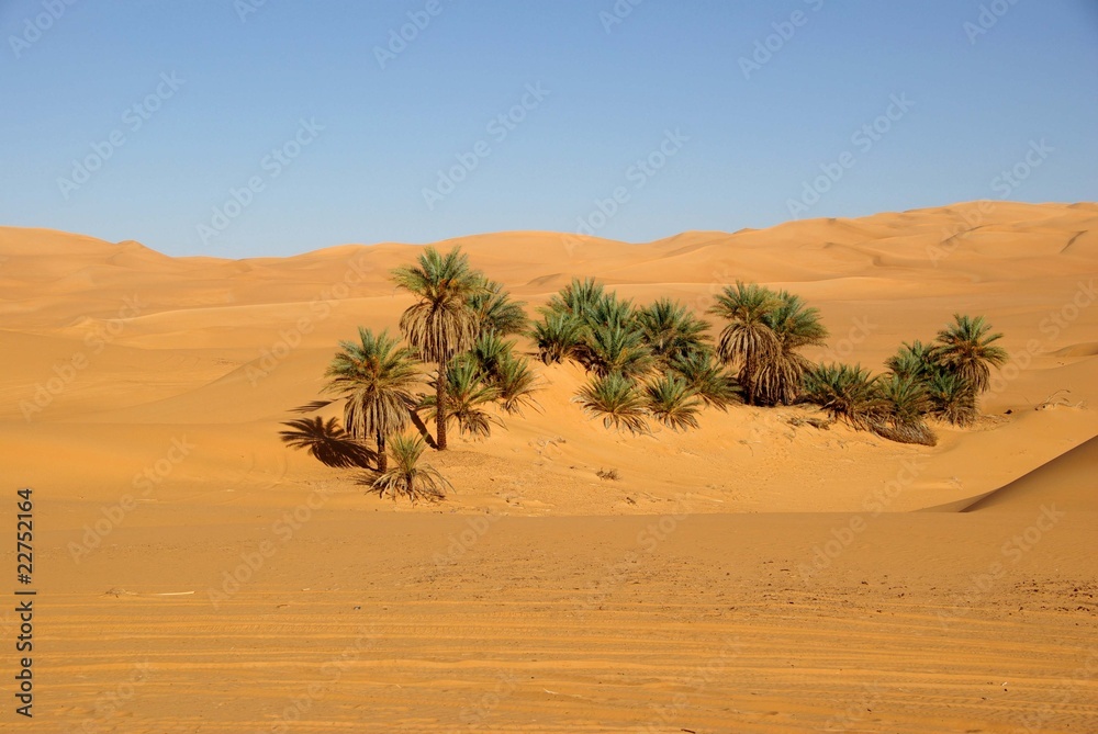 Palmiers, Libye