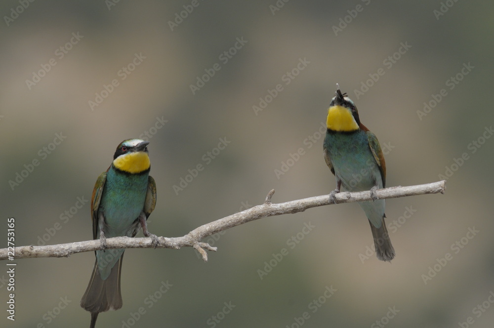 Fototapeta premium Bee-eater, Merops apiaster - the marriage period