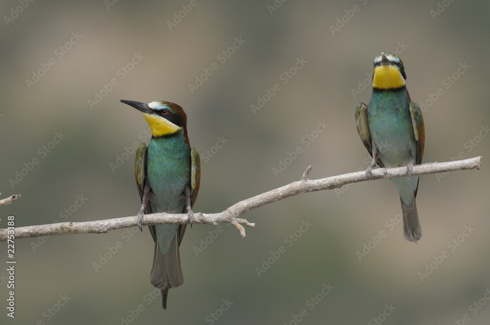 Fototapeta premium Bee-eater, Merops apiaster - the marriage period