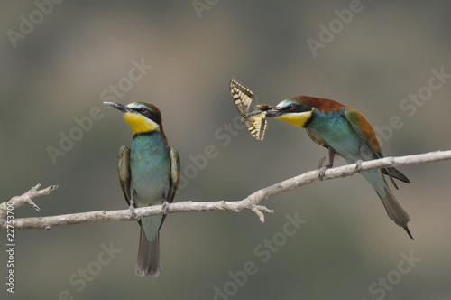 Bee-eater, Merops apiaster - the marriage period