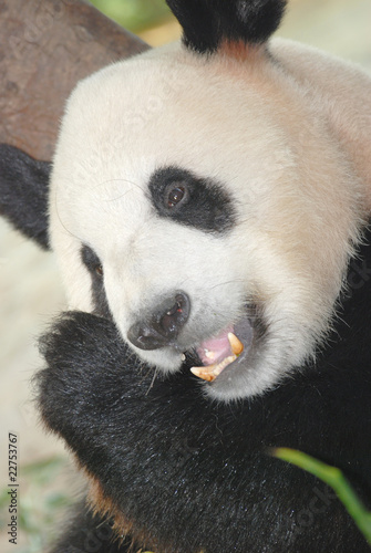 giant panda bear © defun