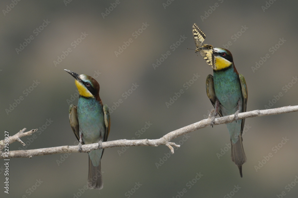 Obraz premium Bee-eater, Merops apiaster - the marriage period