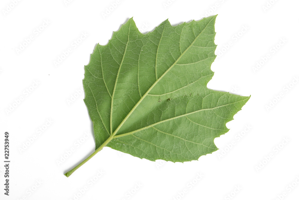 green plane-tree leaf green plane-tree leaf