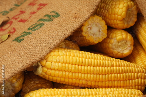 Corn on the cob piled up