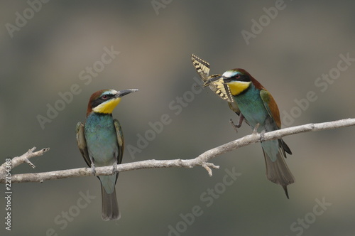 Bee-eater, Merops apiaster - the marriage period © PROMA
