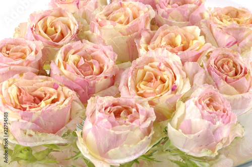 Close up multiple pink roses
