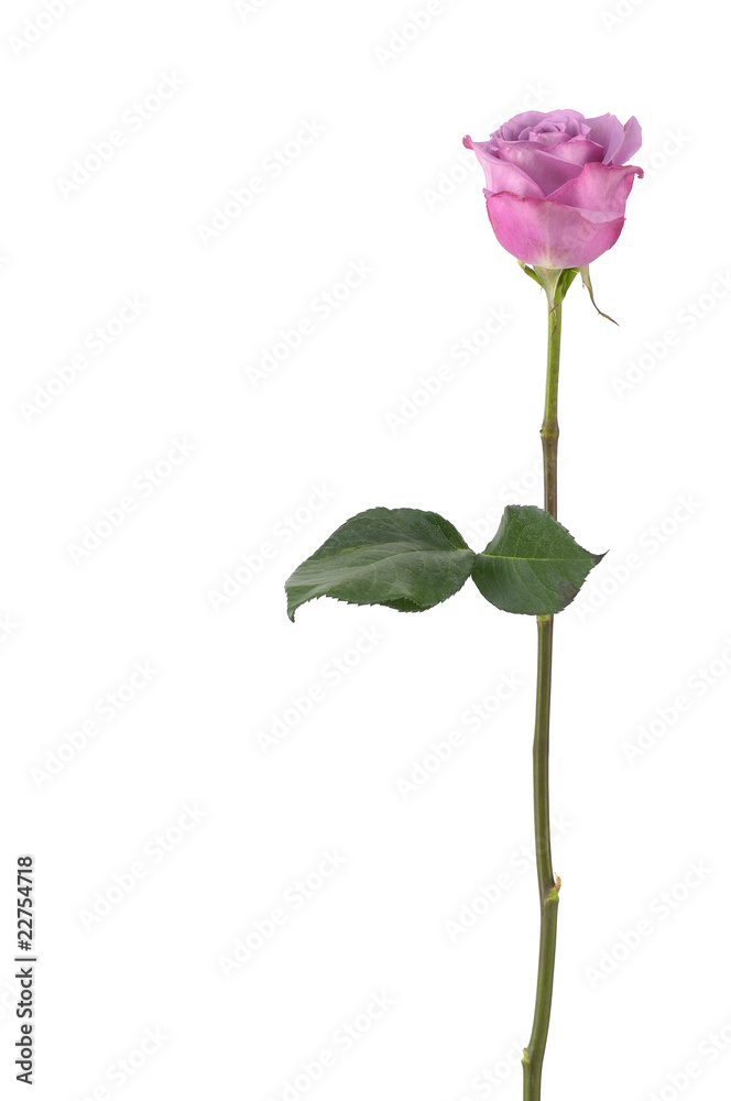 pink rose isolated,