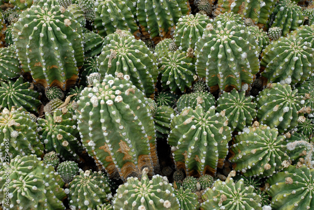 Cactus Cactus