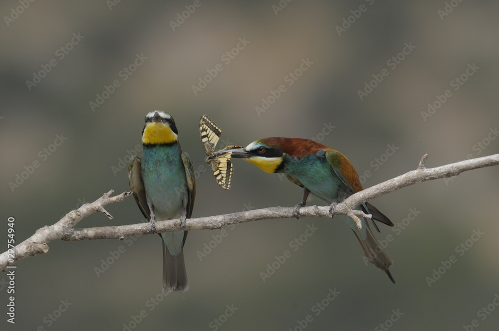 Bee-eater, Merops apiaster - the marriage period