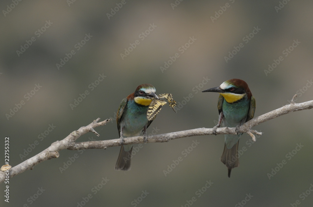 Bee-eater, Merops apiaster - the marriage period Bee-eater, Merops apiaster - the marriage period