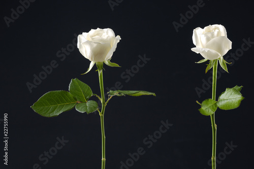 Two beautiful white rose on black © brother wang