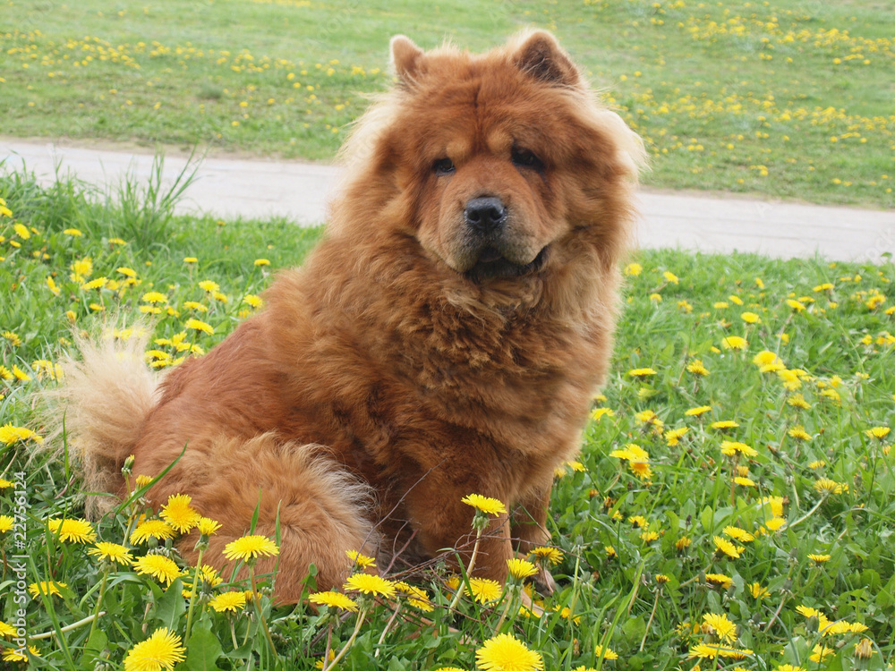Brown chow chow dog