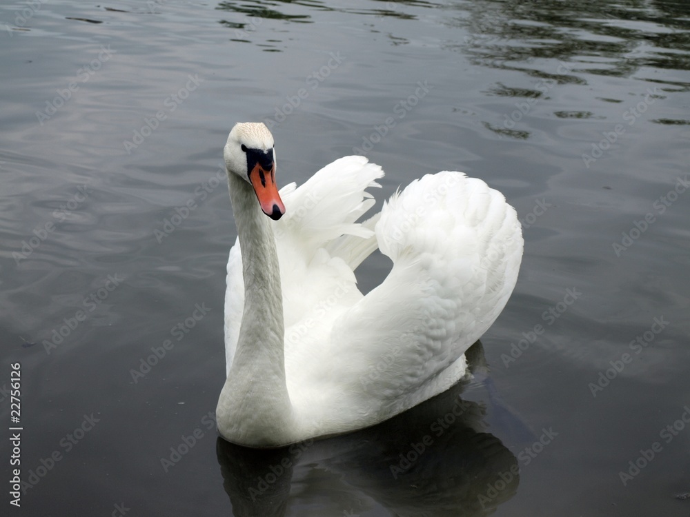 The white swan