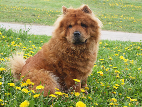 Obraz na płótnie Brown chow chow dog w salonie