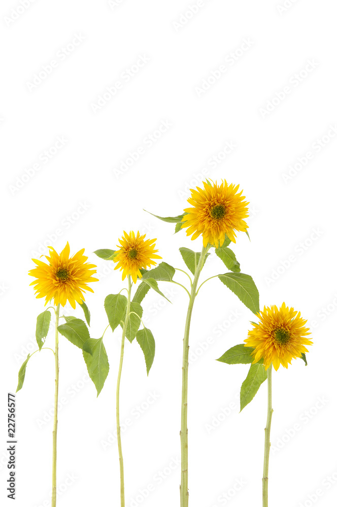 4 stem sunflower on white background