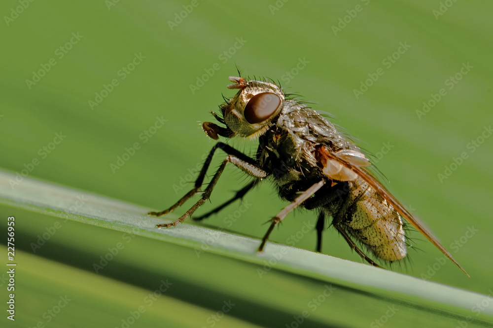 Fly Fly