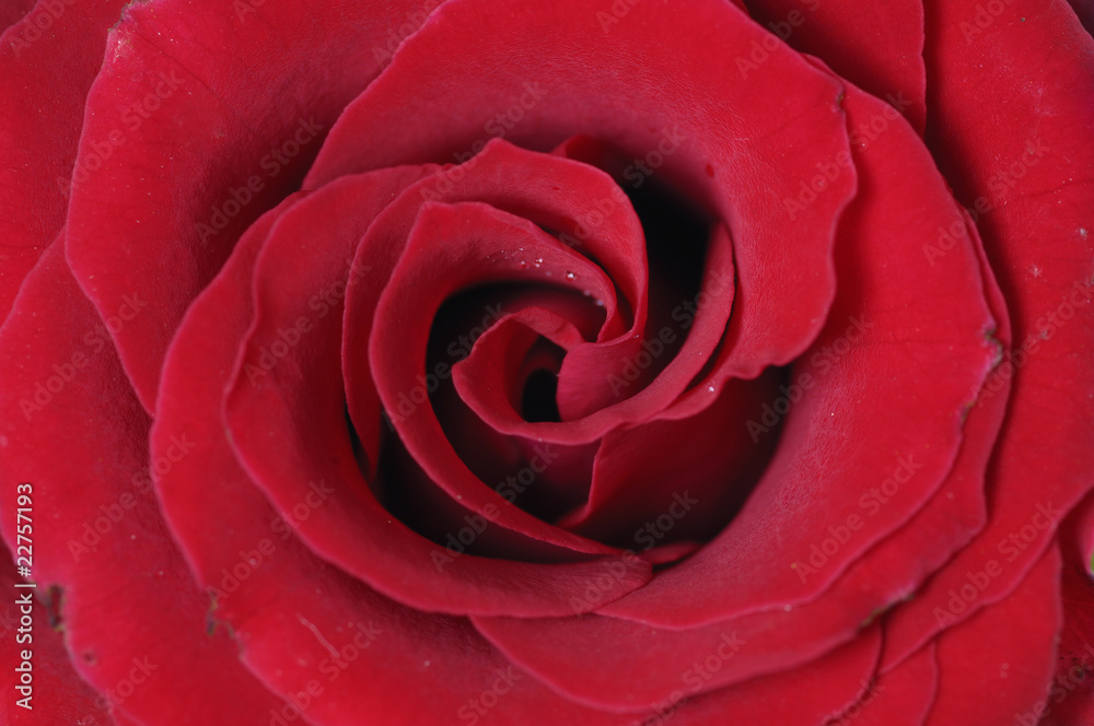 Red rose macro Red rose macro