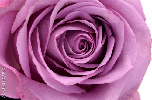 Macro close-up of Valentine's Day rose.