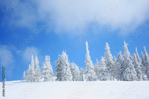 Beautiful fir-trees in to snow