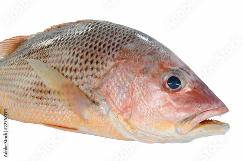 Closeup of A Red Snapper Fish