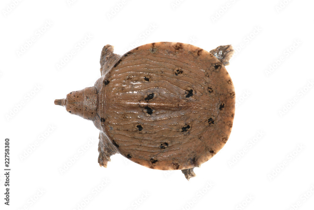 Obraz premium jejune Chinese soft-shelled turtle (Pelodiscus sinensis)