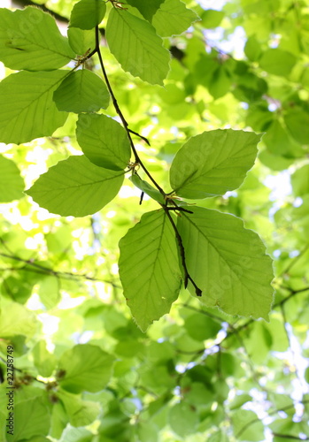 Fresh green beech leaves in bright sunlight