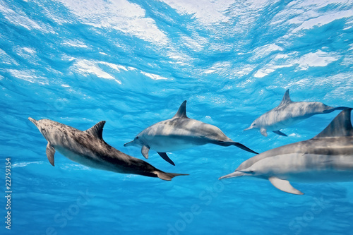 Dolphins in the sea © crisod