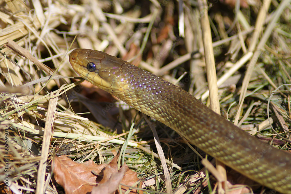 Aesculapian Snake Aesculapian Snake